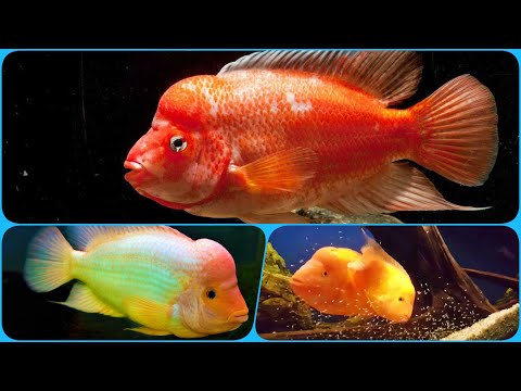 Видео: Цитроновая Цихлазома Содержание в аквариуме Разведение и совместимость Amphilophus Citrinellus