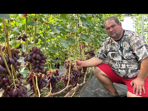 Видео: #24/11 Гомель. В гостях на винограднике Александра Дубовского. Беларусь.