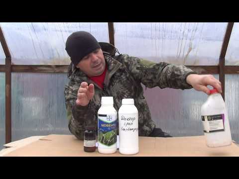 Видео: Чем защитить розы от тли и трипса?