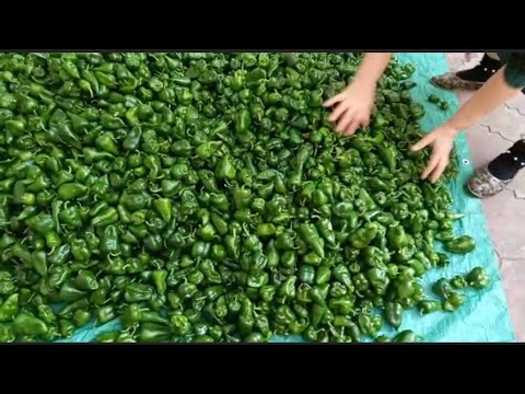 Видео: СОЛЮ-500КГ ПЕРЦА! ВСЕ В ШОКЕ!😯😯😯🌶️🌶️🌶️🌶️🌶️