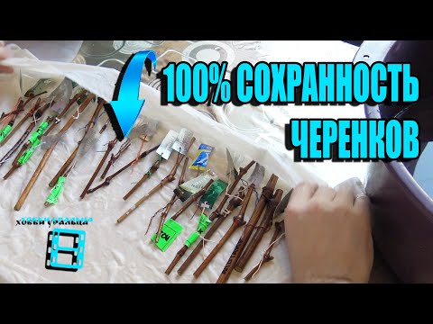 Видео: КАК СОХРАНИТЬ ЧЕРЕНКИ ДЛЯ ПРИВИВКИ СО 100% ГАРАНТИЕЙ? СЕВЕРНЫЙ ВИНОГРАДНИК 7-21. ВИНОГРАД В ТЕПЛИЦЕ