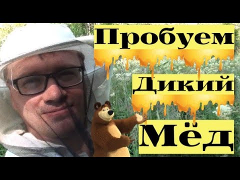 Видео: ПЕРВАЯ ПРОБА ДИКОГО МЁДА #22