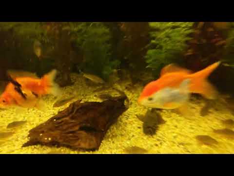 Видео: Что это было 🤔😱. Байки на ночь 🌌🔥🐠 Aqua Chaos 