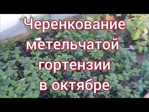 Видео: Черенкование метельчатой гортензии и петунии осенью.