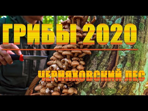 Видео: Грибы 2020 /Черняховский лес/ Сбор грибов в Калининграде/скиталец