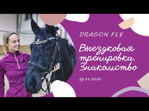 Видео: Dragon Fly. Новая лошадка. Выездковая тренировка. Знакомство