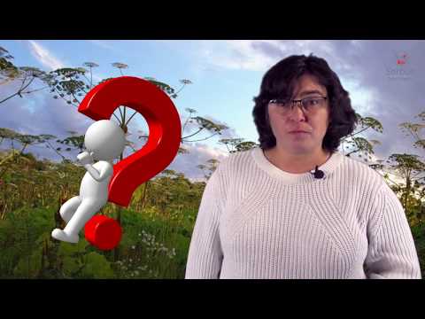 Видео: Борщевик Сосновского – зеленый агрессор на наших участках.