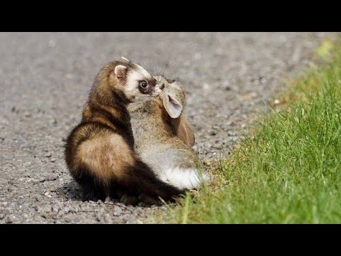 Видео: ХОРЁК В ДЕЛЕ! Быстрый, ловкий, хитрый зверек против белки, суслика, кролика, собаки и даже змеи!