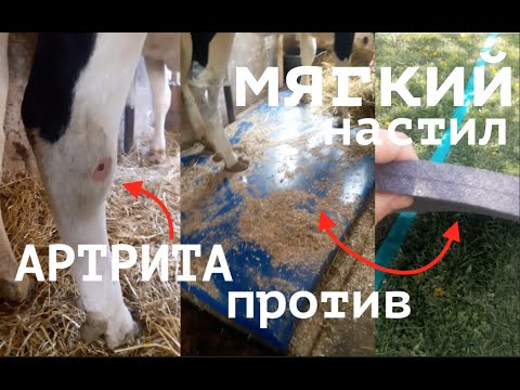 Видео: АРТРИТ У КОРОВЫ И САМОДЕЛЬНЫЙ МЯГКИЙ НАСТИЛ