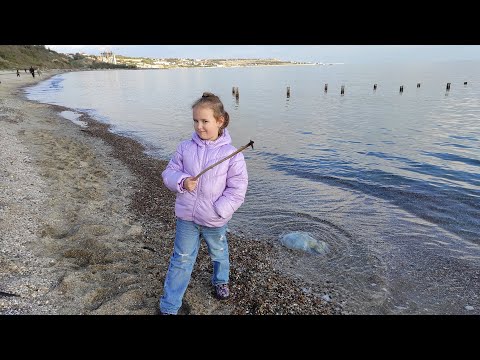 Видео: Большая медуза корнерот на море осенью 26.10.2024 #медуза #море #осень #прогулка #sea #autumn #video