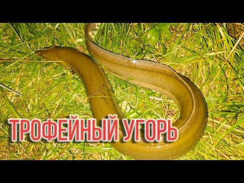 Видео: Огромный угорь в жару после грозы! Ловля угря утром перед рассветом!