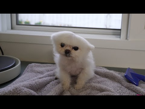 Видео: Wild Card Pongki и Spring Sunshine Rudy [Ежедневный V-LOG Ru Pong]