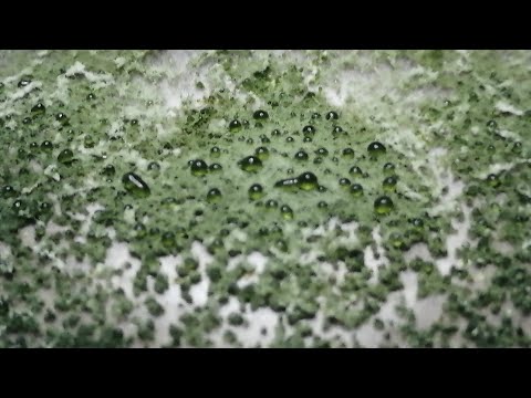 Видео: Бой #3 Триходерма против Альтернарии