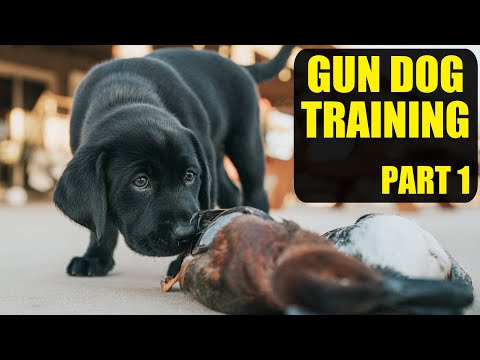 Видео: Дрессировка собаки-уточки | Часть 1