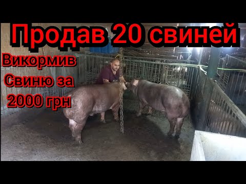 Видео: Заработал кучу Денег  и ещё остались свиньи❗️ Как и чем кормил, какой росход корма ❓️