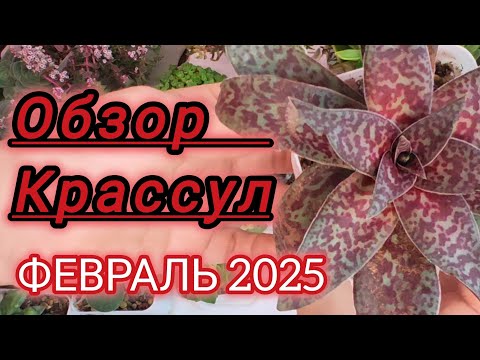 Видео: Обзор Крассул 4 февраля 2025