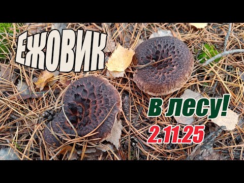 Видео: Грибы ноября. Ежовик в лесу! 2.11.25