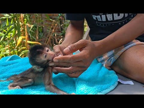 Видео: Эта жидкость помогла многим обезьянкам, и мы надеемся, что она поможет и Руби.