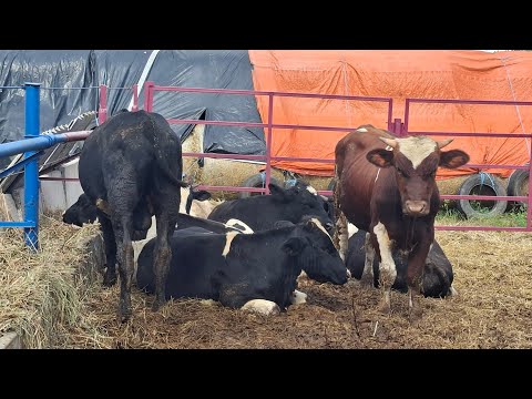 Видео: Продали быка,косим сено,купили телят...