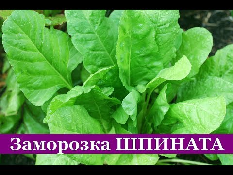 Видео: ШПИНАТ на зиму (2 способа) Как заморозить шпинат дома (пошаговый рецепт)