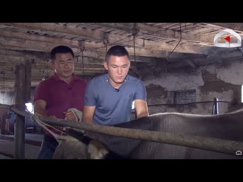 Видео: Эң керектүү кесиптин ээси, жаш мал доктур Бакай Шаменов / ЭЛ ЖАКШЫЛАРЫ
