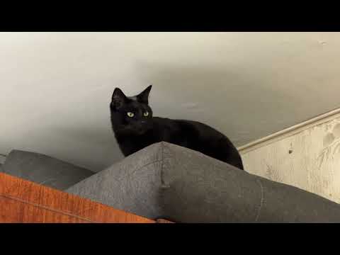 Видео: Muri is getting angry after seeing another cat:Мури увидел Биляша и хотел пустить на беляши 