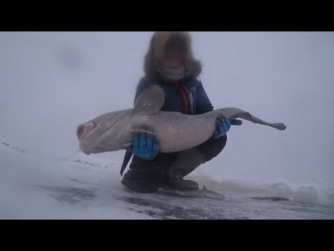Видео: ПОЙМАЛ САМОГО БОЛЬШОГО НАЛИМА ЯКУТИИ 2024 КОТОРЫЙ ВОРОВАЛ РЯПУШКУ