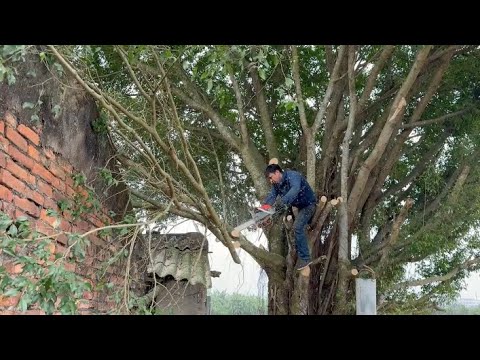 Видео: ОПАСНАЯ РУБКА ДЕРЕВЬЕВ - Эффектная техника рубки деревьев бензопилой