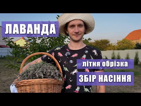 Видео: ЛАВАНДА. Збір цвіту лаванди на насіння | Літня обрізка лаванди.