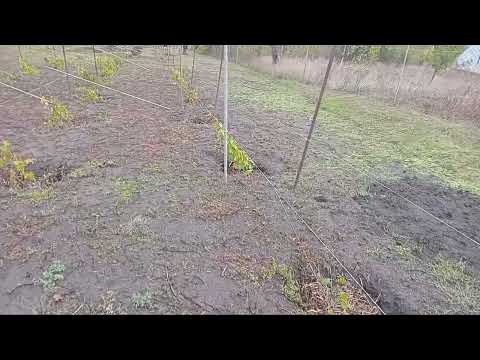 Видео: Огляд однорічного виноградника. #виноград  #саджанці  #сад 