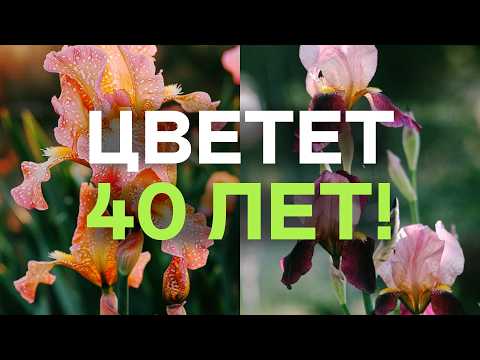Видео: Десятилетиями Без Пересадок! Просто Посмотрите Какие Это Цветы И Кустарники