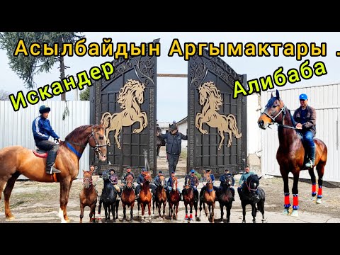 Видео: Алибаба Искендер Хан жана башка Аргымактар Бишкекте👆