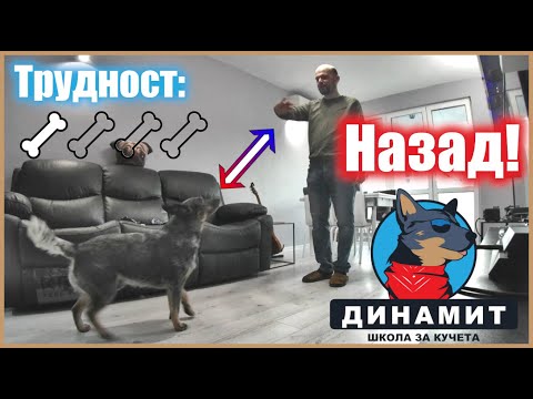 Видео: Как да научим кучето да ходи назад