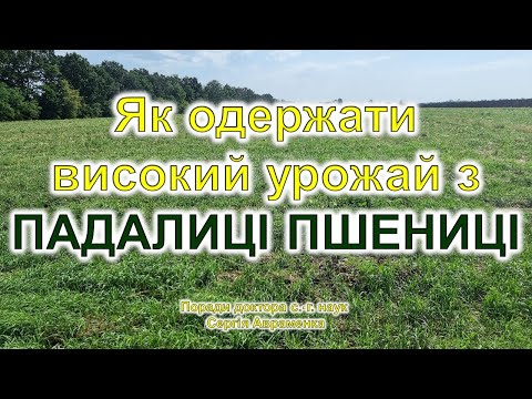 Видео: Як одержати високий урожай з падалиці пшениці