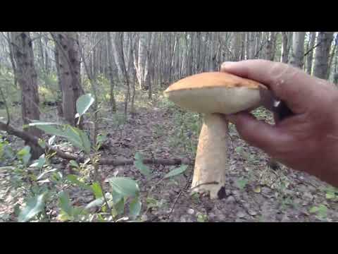 Видео: Море грибов нашёл 