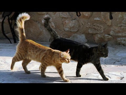 Видео: Кот сбежал из дома. Его человек уехал на неделю в командировку и был уверен, ним все в порядке