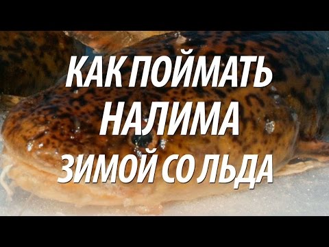 Видео: ЛОВЛЯ НАЛИМА ЗИМОЙ СО ЛЬДА. ЗИМНЯЯ РЫБАЛКА НА РЫБИНСКОМ ВОДОХРАНИЛИЩЕ