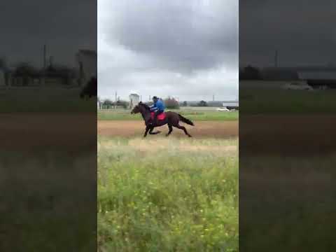 Видео: Бега рысаки и иноходцы Кубок Кавказа 1 этап Элиста 21.05.22
