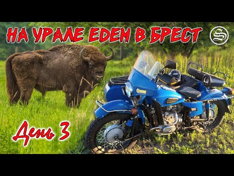 Видео: На Урале едем в Брест. День 3. Беловежская пуща.