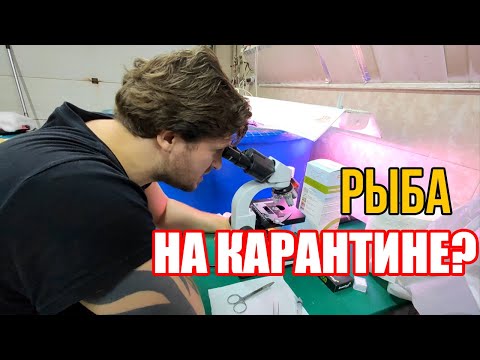 Видео: Зачем держать рыбу на карантине?  Лечение рыб. Паразиты