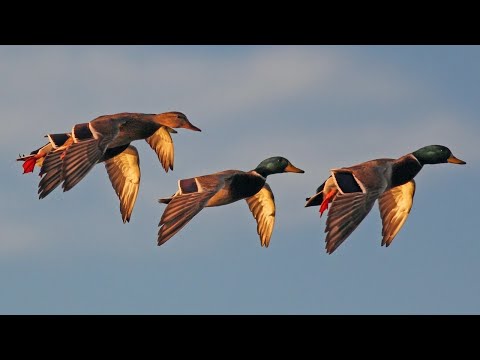 Видео: Охота на утку в Таджикистан