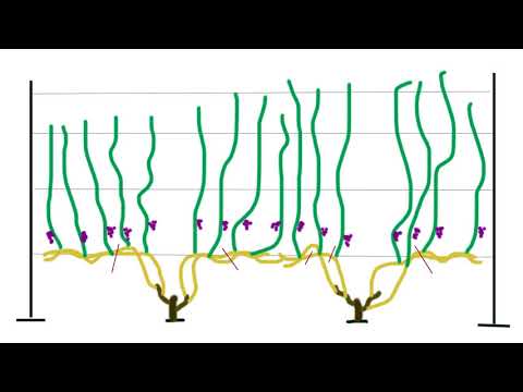 Видео: Формировка винограда. Просто и доступно.