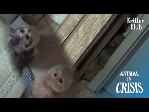 Видео: Призрак в доме?: Кошки знают ответ👻 | Животное в кризисе, серия 313