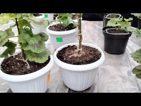 Видео: #99.Выращиваю пеларгонию на штамбе,что получается!