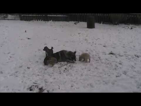 Видео: Гибрид лайки с волком