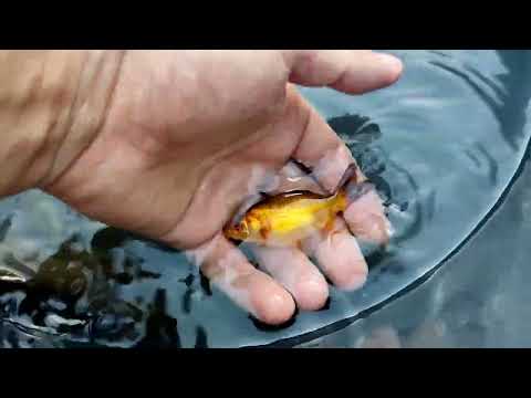 Видео: КаметоКарась  Мальки в Пруду