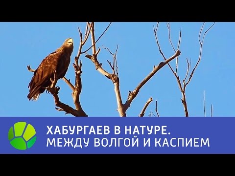 Видео: Между Волгой и Каспием - Хабургаев в натуре | Живая Планета