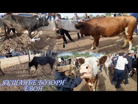 Видео: Молбозори Ёвон давоми бозор нархи гусоли бе оча барача букачахо 10,04,2022