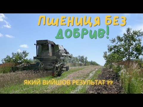 Видео: Пшениця без добрив! Молотимо пшеницю, який результат?