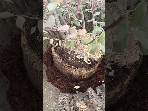 Видео: Посадка голубики в землю.Сорт Гаптон